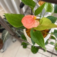 観葉植物　アンスリウム　あかり　抜き苗の画像