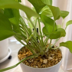 観葉植物　ポトスライム　鉢植えの画像