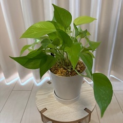 観葉植物　ポトスライム　鉢植えの画像