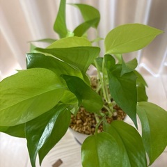 観葉植物　ポトスライム　鉢植えの画像