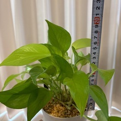 観葉植物　ポトスライム　鉢植えの画像