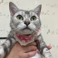 アメリカンショートヘアの女の子。