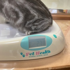 アメリカンショートヘアの女の子。 - 浜松市