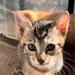 トライアル中）マイペースの美人にゃん