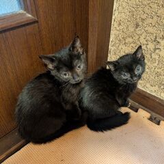 里親急募です！