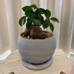 観葉植物　ガジュマル　鉢植えの画像
