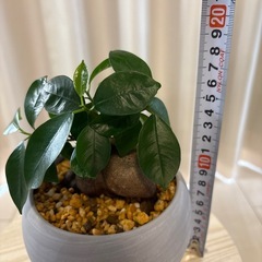 観葉植物　ガジュマル　鉢植えの画像