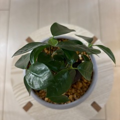 観葉植物　ガジュマル　鉢植えの画像