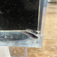 メダカ　白銀ブルーアイオス1メス3の画像