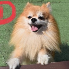ポメラニアン2頭♂♀パピヨン2頭♀♀