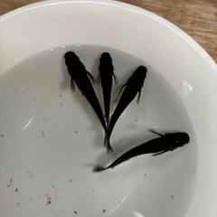 メダカ曜変天目1ペアの画像