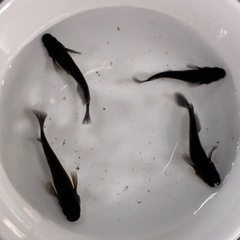 メダカ曜変天目1ペアの画像