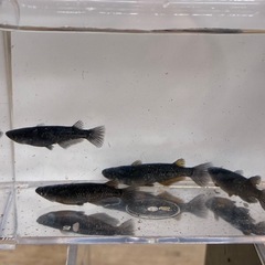 メダカ曜変天目1ペアの画像