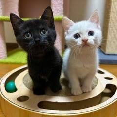もうすぐ2ヶ月　初期医療終わっています