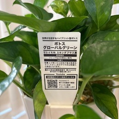 観葉植物　ポトスグローバルグリーン　鉢植えの画像