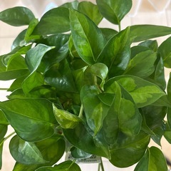 観葉植物　ポトスグローバルグリーン　鉢植えの画像