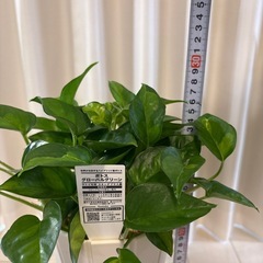 観葉植物　ポトスグローバルグリーン　鉢植えの画像