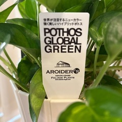 観葉植物　ポトスグローバルグリーン　鉢植えの画像