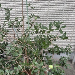 フェイジョアの画像