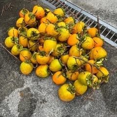 【商談中】大量の渋柿 大きいサイズの画像