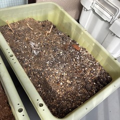 無料！家庭菜園セット　トマトの支柱付きの画像