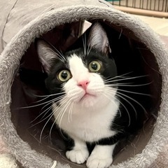 穏やかな性格のハチワレボーイ！おにぎりくん🍙