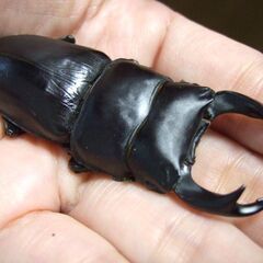 三重県産オオクワガタ F1 ♂68.4ミリ ♀46ミリ ペアの画像