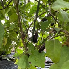 日頃のご愛顧を込めて😃お米のリピーター様限定🍆無料😀の画像