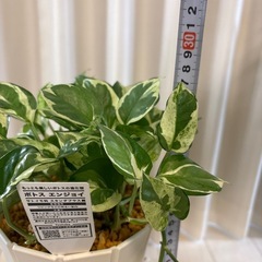 観葉植物　ポトスエンジョイ　鉢植えの画像