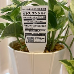 観葉植物　ポトスエンジョイ　鉢植えの画像