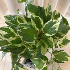 観葉植物　ポトスエンジョイ　鉢植えの画像