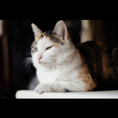 三毛猫さん（年齢3歳くらい）