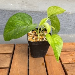 観葉植物　ポトス　株分けの画像