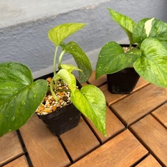 観葉植物　ポトス　株分けの画像