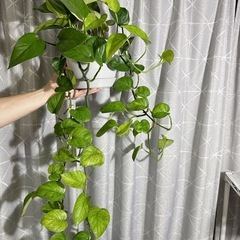 観葉植物　ポトス　株分けの画像