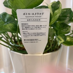 観葉植物　ポトスエメラルド　鉢植えの画像