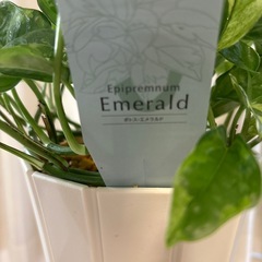 観葉植物　ポトスエメラルド　鉢植えの画像