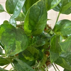 観葉植物　ポトスエメラルド　鉢植えの画像