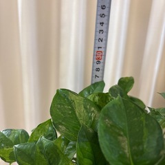 観葉植物　ポトスエメラルド　鉢植えの画像