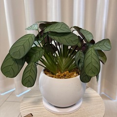 観葉植物　マランタ　アマグリス　鉢植えの画像