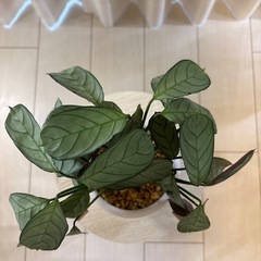 観葉植物　マランタ　アマグリス　鉢植えの画像