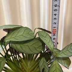 観葉植物　マランタ　アマグリス　鉢植えの画像