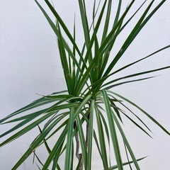 観葉植物　ドラセナ　コンシンネの画像