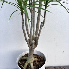 観葉植物　ドラセナ　コンシンネの画像