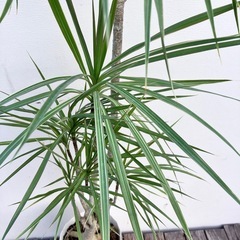 観葉植物　ドラセナ　コンシンネの画像