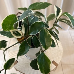 観葉植物　ホヤ　リップカラー　鉢植えの画像