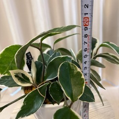 観葉植物　ホヤ　リップカラー　鉢植えの画像