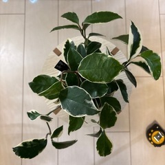 観葉植物　ホヤ　リップカラー　鉢植えの画像