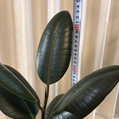 観葉植物　フィカス　バーガンディー　鉢植えの画像