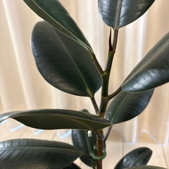 観葉植物　フィカス　バーガンディー　鉢植えの画像